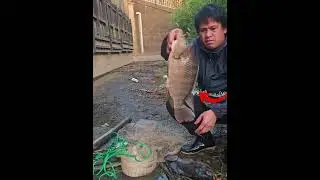 cast net fishing in village river , lots of fish .  biggest fish catching
