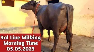 3rd Live Milking, Morning Time at Commando Murrah Farm, Jind (8295626338)