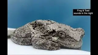 Toad and Frog sounds in the Night