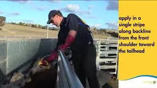 Cattle Pour On Drench Application - Paramax Pour-On for Beef & Dairy Cattle