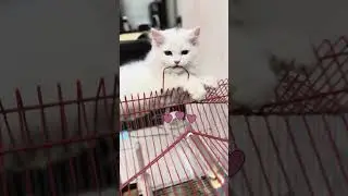 Snowbell cat vs Cockatail fighting |#viral #cat #cats #catlovers #catlover #catvideos #shorts #short