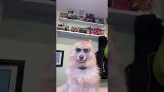 Can dogs eat popcorn? #dog #popcorn