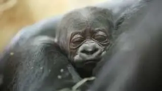 Baby Gorilla Closeup
