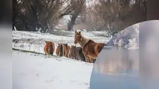 Vinter i Donaudeltaet