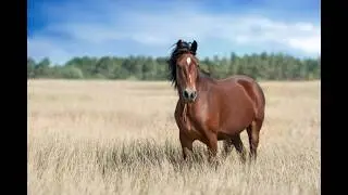 The Hidden Secret on the Farm: The Horse-Pig Hybrid