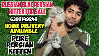 😍RUSSIAN BLUE PERSIAN CAT TRIPLE COAT &bull; CAT FOR SALE &bull; KITTENS FOR SALE &bull; PERSIAN CAT BABY