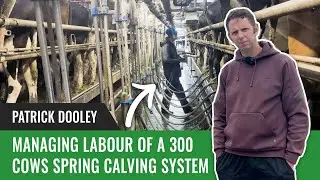 Managing labour of a 300 Cows Spring calving System | Patrick Dooley