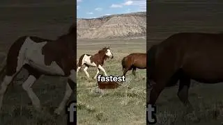 Do You Know The Top 5 Fastest Animals in the World? 😳