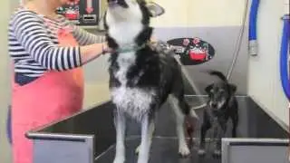 Do It Yourself Dog Wash Promotional