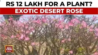 Rs 12 Lakh for a Plant? Exotic Desert Rose Draws Gardeners to Tamil Nadu Nursery | India Today