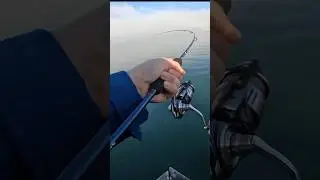 Light Tackle Micro Jigging🔥 #fishing #daiwa #yamagablanks #microjigging #lure #tuna #jigs #shorts