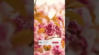 Relaxing music that heals stress, anxiety and depressive conditions, gentle music