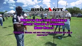 Bird ManTT Ep 8 Mastering the Perfect Competition Roll Mervyn's Bullfinch/Curio Tips