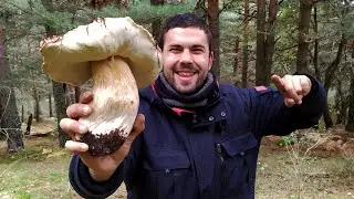 Boletus edulis XXL ❄(-0 C&deg; Fr&iacute;o)  &iexcl;Brote Impresionante! 🍄🍄🍄 Mushrooms, King bolete, грибы 2021 Setas