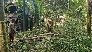INCREDIBLE SHARP TOOLS USED BY SMART FARMERS FOR EFFORTLESS BRANCH CUTTING - Agriculture Farming
