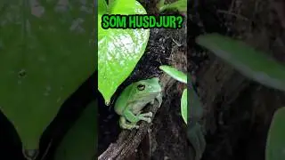 B&Auml;STA GRODAN F&Ouml;R NYB&Ouml;RJARE! 🤩🐸 #shorts