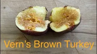 Vern's Brown Turkey Main Crop 2025