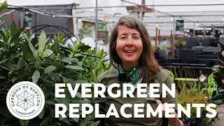 Replacements for Frost-Damaged Evergreens | Gardens of Babylon