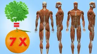 7 Times the vitamin C of oranges Amazing health benefits of Moringa leaves