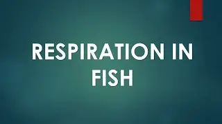Respiratory System in Fishes