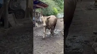 Колобок вони тебе бояться #villagelife #diy #pig #bull #animals #farming #village #animal