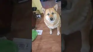 The dog looks at the received imitation of a beam (Собака смотрит на поступившую имитацию бруса)