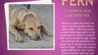 Little Rascals animal rescue