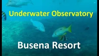 Watching fish at the Underwater Observatory at Busena Resort