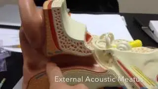 Ear model anatomy  with labels- Auditory apparatus - Hearing model-