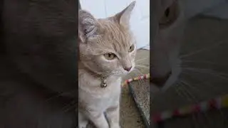 Cream tabby cat trying to remember something #shorts