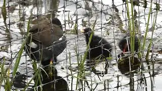Moorhen feeding four chicks in the fountain