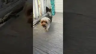 Yorkie Terrier Halo and Harley #petlovers #cleveland