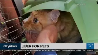 Uber for pets