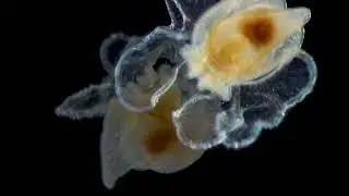 Marine mollusk larva before and after metamorphosis