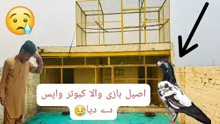 Aseel kabooter Dy dia 😥 so beautiful pigeon 🥰