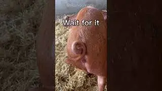 How to straighten a pigtail #lifehacks #farming