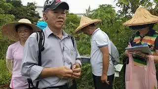 芸香 沙巴蛇草 六神草2018年6月26日蘆山園社大 許新松 老師 攝影： 妙天生（呂長桂）宜蘭 員山  大安藥園休閒農場