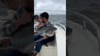 Thresher shark inside the boat