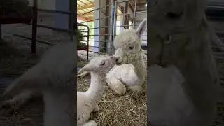 New baby kisses 😘 #alpaca #cria #babyalpaca #cutebabyanimals #babyanimals #babykisses #alpacalove
