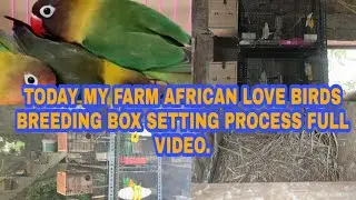 MY FARM AFRICAN LOVE BIRD'S BREEDING BOX SETTING PROCESS FULL VIDEO &BREEDING FOOD LIST FULL DETAILS