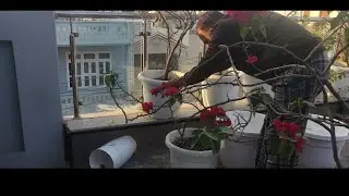 Bougainvillea Kia reporting#well drained soil Banakar#planter ke drainage khol khol kar #viral video