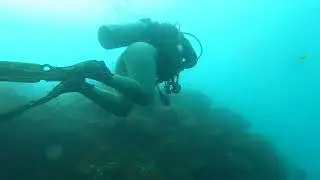 Balicasag Island Dive