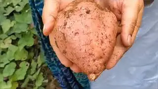  Harvesting Sweet potatoes..  YouTubeshort#Garden#vegetables#Nature#Sweetpatatoes#nature 
