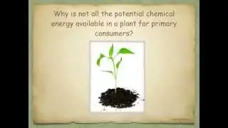 AS level.  K.  Food chains and food webs and energy transfer in the ecosystem