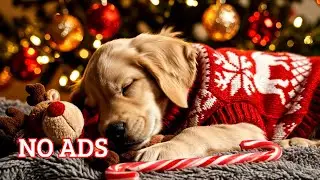 Peaceful Dog Sleeping ASMR 💤 | Soft Breathing & Gentle Night Vibes for Stress Relief 🌙