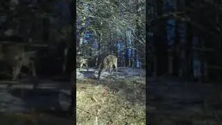 Hungry Deer Timelapse