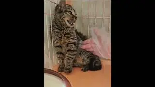 人馴れ修行中のすずなちゃん