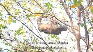 Fun Facts About Sloth 🦥