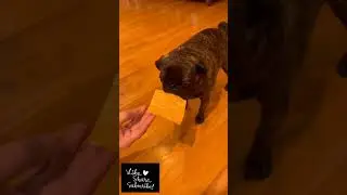The Cat Was Happily Nibbling On A Biscuit #animals #youtubeshorts #trending #ytshort #cat #catlover