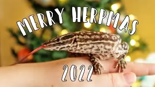 MERRY HERPMAS!! Setting Up My Animal Ornament Tree (Herpmas Day 1)